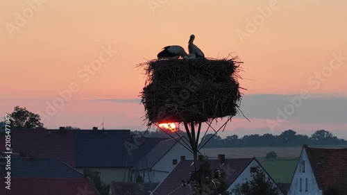 Young white storks waiting in a nest at sunset in a rural village in Poland. Juvenile storks expecting food insummer breeding season against warm evening light.Storks in a nest in the countryside