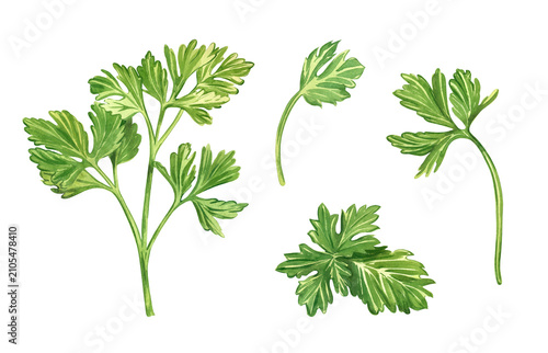 A set of watercolor illustrations depicting a twig and a leaf of green parsley. Everything is hand-painted in watercolor. The botanical drawing is perfect for decorating dishes, decorating products.