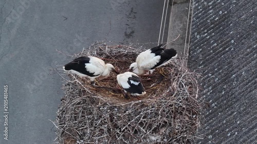 Young white storks waiting in a nest at sunset in a rural village in Poland. Juvenile storks expecting food insummer breeding season against warm evening light.Storks in a nest in the countryside