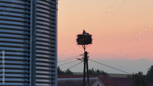 Young white storks waiting in a nest at sunset in a rural village in Poland. Juvenile storks expecting food insummer breeding season against warm evening light.Storks in a nest in the countryside