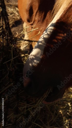 Close Up of Horses Grazing in Warm Sunset Light