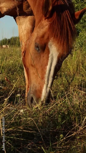Chestnut Horse Grazing in Warm Sunset Light on Meadow