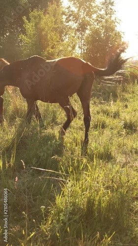 Horses Walking Through Golden Sunset Meadow with Warm Backlight