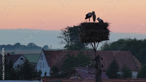Young white storks waiting in a nest at sunset in a rural village in Poland. Juvenile storks expecting food insummer breeding season against warm evening light.Storks in a nest in the countryside