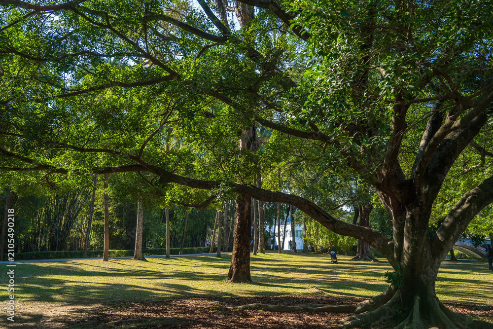 Fototapeta premium Serene green trees spreading over a sunny park lawn
