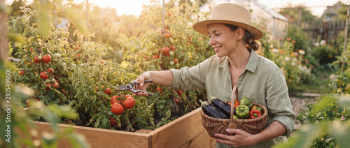 Woman harvesting fresh tomatoes in garden, wearing a straw hat and holding a wicker basket of organic vegetables in warm golden sunlight, perfect for local farming and sustainability concepts