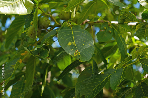 Bild auf Leinwand Walnut tree leaves and fruit showing disease damage, gall-like growths, and leaf spotting