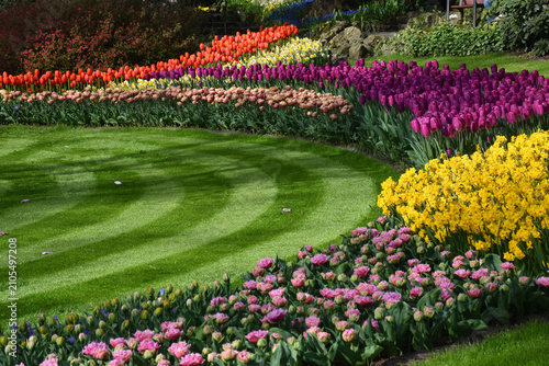 Bild auf Leinwand Tulips in bloom at the park, Keukenhof, Lisse, Netherlands