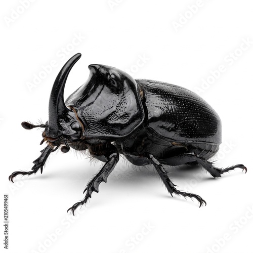 rhinoceros beetle isolated on white background