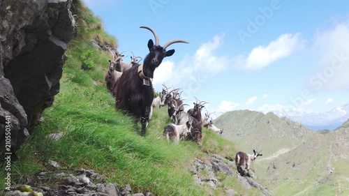 Goats grazing on steep grassy mountain slope under blue sky