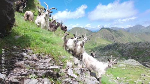Herd of Mountain Goats Grazing on Rocky Green Alpine Hillside