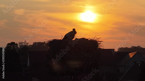 Young white storks waiting in a nest at sunset in a rural village in Poland. Juvenile storks expecting food insummer breeding season against warm evening light.Storks in a nest in the countryside