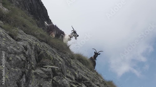 Two Mountain Goats on Rocky Alpine Slope with Cloudy Sky