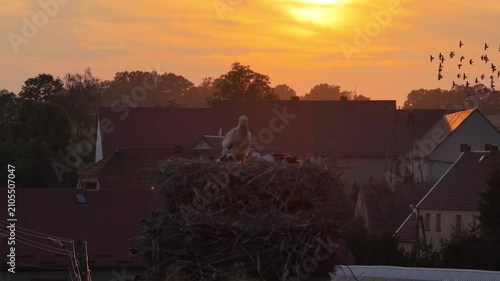 Young white storks waiting in a nest at sunset in a rural village in Poland. Juvenile storks expecting food insummer breeding season against warm evening light.Storks in a nest in the countryside