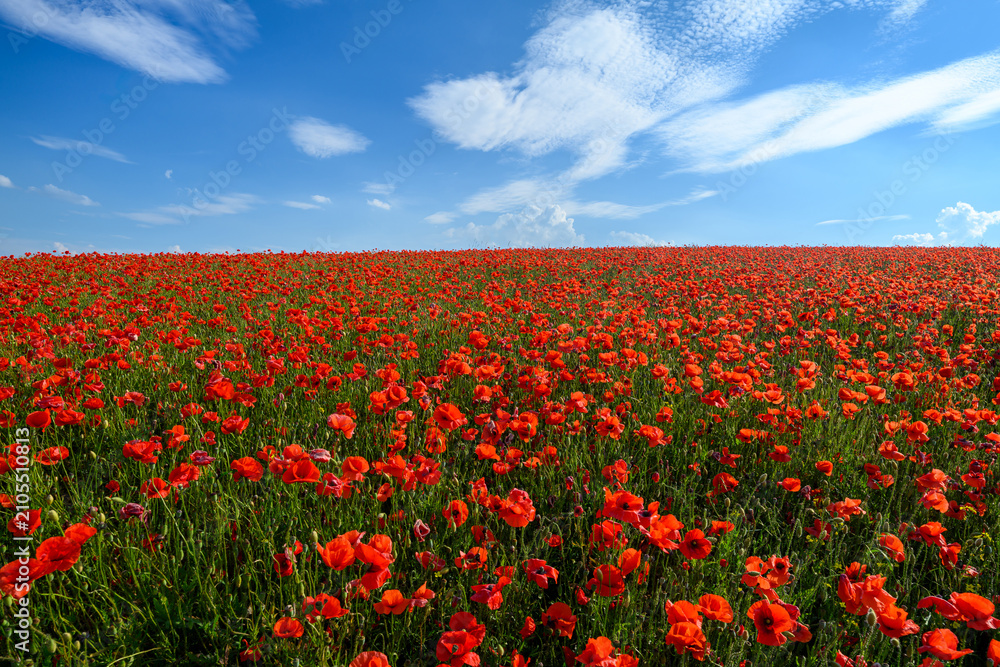 Obraz premium Beautiful summer day over red poppy field