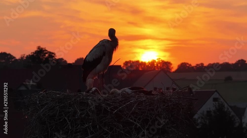 Young white storks waiting in a nest at sunset in a rural village in Poland. Juvenile storks expecting food insummer breeding season against warm evening light.Storks in a nest in the countryside