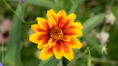 Blanket Flower Macro in Meadow - Gaillardia grandiflora with Vibrant Red and Yellow Petals
