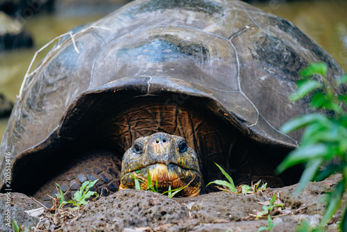 Giant tortoises on the Galápagos Islands