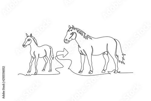 A foal matures into an adult horse.Metamorphosis concept.Single line draw design.Vector graphic illustration