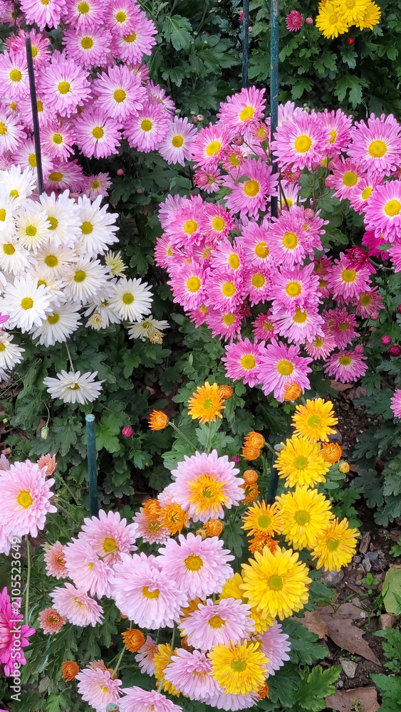 Fototapeta premium Colorful Mixed Chrysanthemums in an Autumn Botanical Garden Display