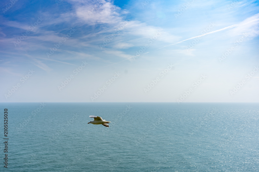 Fototapeta premium Seagull Flying Over the Irish Sea at Howth Head, Ireland