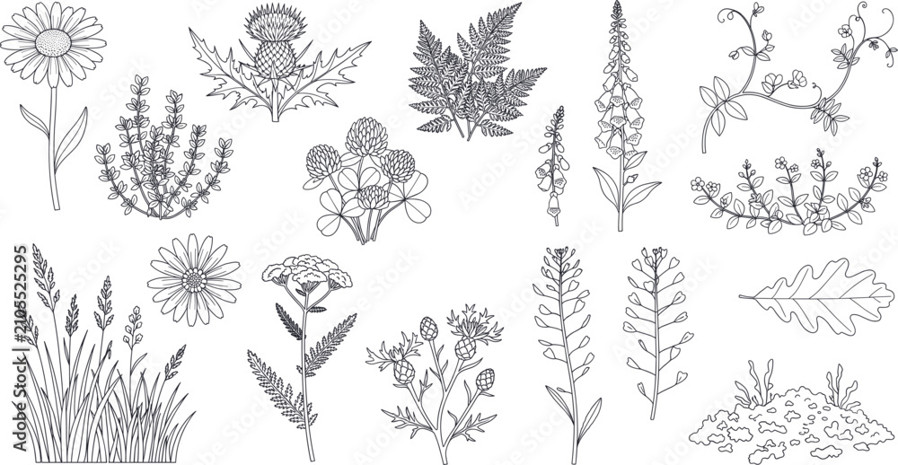 Fototapeta premium Set of various hand drawn line art wild flowers and field plants outline