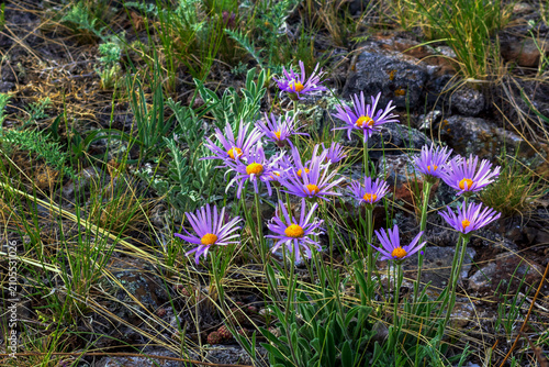 Alpine aster (Aster alpinus) is a perennial rhizomatous herbaceous plant