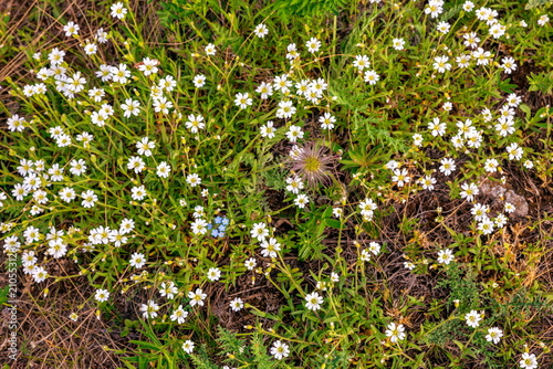 Cuadro en lienzo Stellaria holostea, known for its white flowers with deeply dissected petals tha