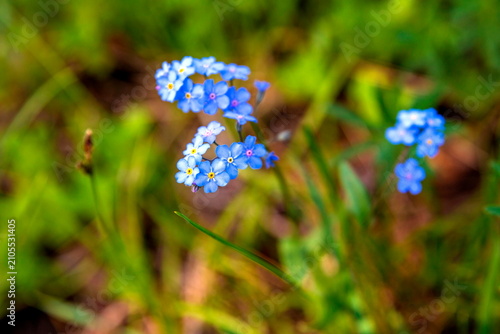 Fotografie Forget-me-nots (genus Myosotis), known for their small blue flowers and yellow c