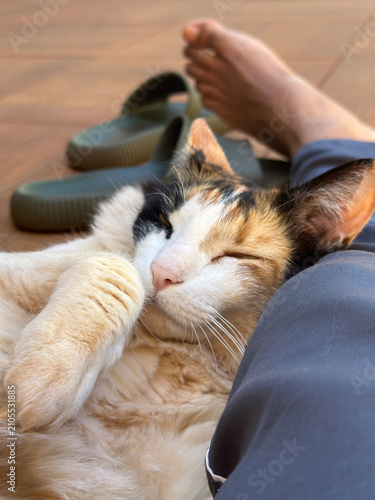 Sleeping Calico Cat Resting on Person's Lap at Home with Cozy Atmosphere
