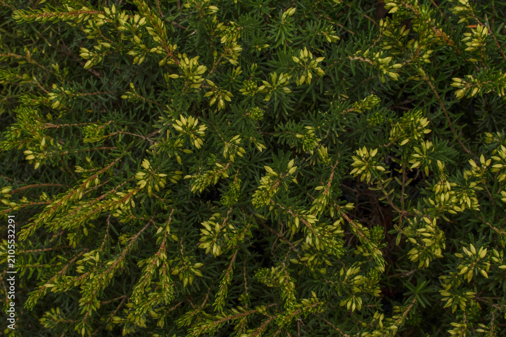 Fototapeta premium Green evergreen shrub branches with fresh spring growth