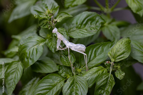 Tableau sur toile Exuvia of a praying mantis on basil leaves after molting