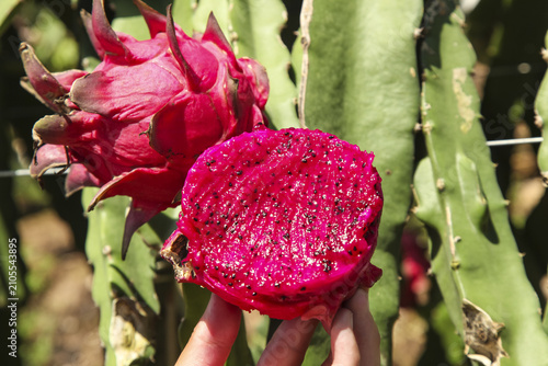 Red Dragon Fruit with Heart-Shaped Magenta Flesh in Organic Orchard - High Quality Tropical Produce