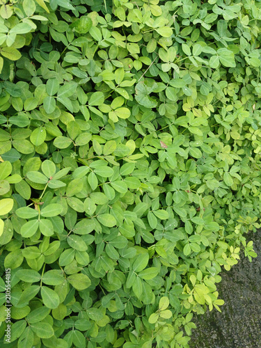 Vibrant green peanut plants flourish in a lush garden setting captured from a top down perspective showing detailed oval leaflets and natural dew drops glistening under soft morning outdoor light