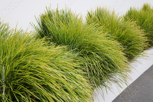 row of clumping, grass-like plants, Lomandra, in modern concrete planter (wide-angle, shade) 5478