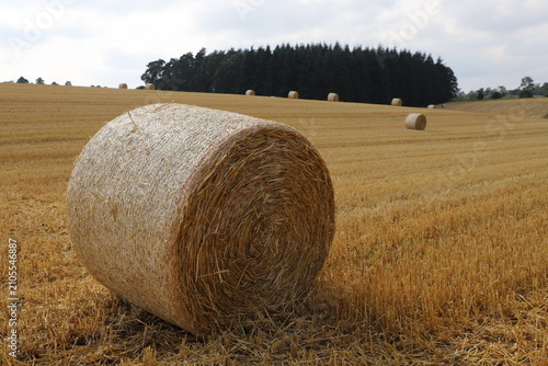 Canvas Print Golden hay bales scattered across a rural field under a clear sky, showing traditional agriculture, harvest season, countryside landscape, and peaceful farm scenery