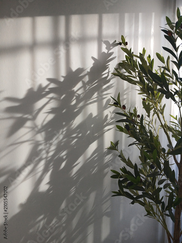 Small artificial olive tree with dark green leaves and tiny fruits stands gracefully against a bright white wall while casting intricate natural shadows from the warm afternoon sunlight streaming insi