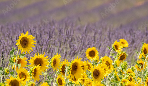 Принти на полотні Bright yellow sunflowers in foreground, rows of fragrant purple  lavender in the distance