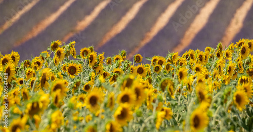 Obraz na plátně Bright yellow sunflowers in foreground, rows of fragrant purple  lavender in the distance