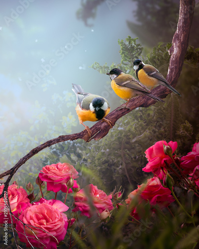 Tit birds sitting on tree branch and pink rose flowers blooming in summer misty garden, mysterious fairy tale dreamy early foggy morning background with flock of three cute songbirds perched on twig.