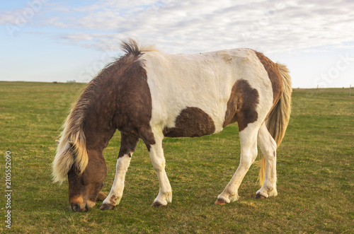 Icelandic horse on th field Iceland