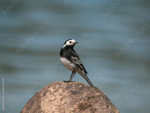 Foto Pied Wagtail on a Stone