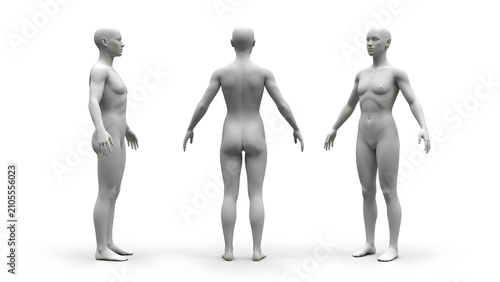 Three-dimensional female body model showcasing full anatomical structure from multiple perspectives including front side and rear views for study