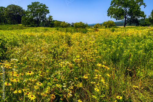 Vibrant summer meadow filled with blooming yellow coneflowers in Princess Point, Cootes Paradise, Hamilton, Ontario, Canada.