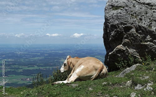 Kuh bei der Steinlingalm im Chiemgau