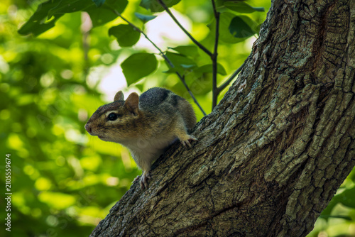 Close-up of a Wild Eastern chipmunk perched on a tree trunk against a lush, green background, of a natural woodland environment