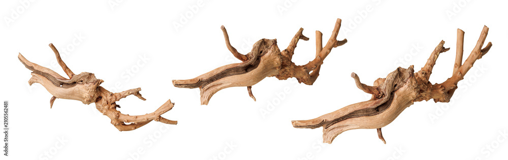 Fototapeta premium set old dry driftwood tree branch on an isolated white background close-up