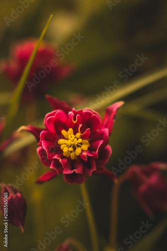 Canvastavla A close-up of a delicate red flower with intricate petals and a bright yellow ce