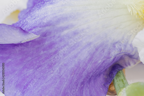 Detailed macro shot of a purple iris petal showing the natural striped texture, fiber patterns, and yellow beard of the flower. Organic aging and texture, dermatology