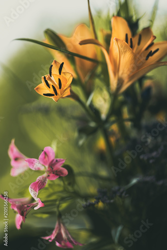 Gelbe Lilien und rosa Inkalilien im warmen Abendlicht.